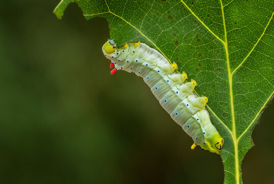 Spicebush Silkmoth - Callosamia promethea, caterpillar of silkmoth from American forests and woodlands, USA.