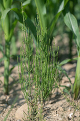 Common horsetail (Equisetum arvense) as weed in a corn field.