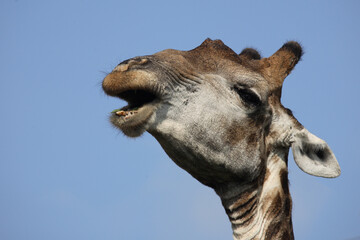 Obraz premium Giraffe / Giraffe / Giraffa Camelopardalis