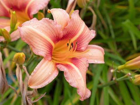 Apricot pink Hemerocallis daylily variety Stoke Poges