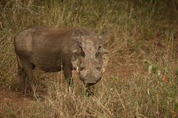 Obraz premium Warzenschwein / Warthog / Phacochoerus africanus