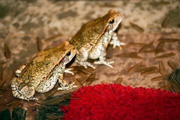 house frogs