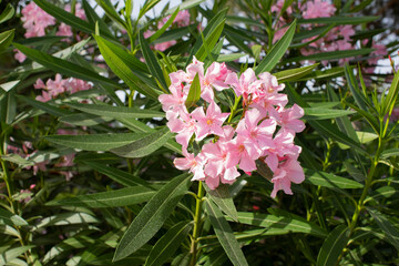 Nerium Oleander in the garden, alley, path, lane, arrangement, walk in the park, clean, well-kept garden, cobblestones, close up
