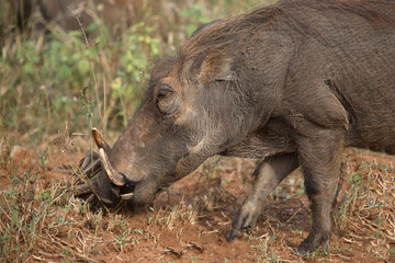 Warzenschwein / Warthog / Phacochoerus africanus
