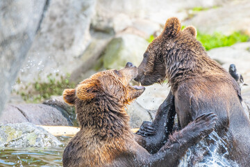 Obraz premium Two brown bears fighting in the water