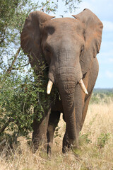 Obraz na płótnie Canvas Afrikanischer Elefant / African elephant / Loxodonta africana