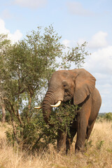 Obraz premium Afrikanischer Elefant / African elephant / Loxodonta africana