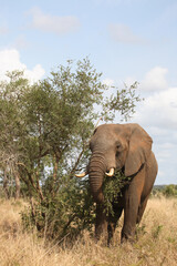 Obraz premium Afrikanischer Elefant / African elephant / Loxodonta africana