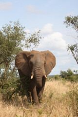 Fototapeta premium Afrikanischer Elefant / African elephant / Loxodonta africana