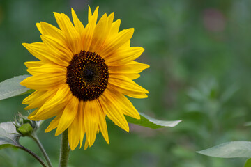 Beautiful yellow sunflower showing its natural beauty with the yellow petals and growing sunflower seeds and offering nectar and pollen for insects as bees and bumblebees in the summer