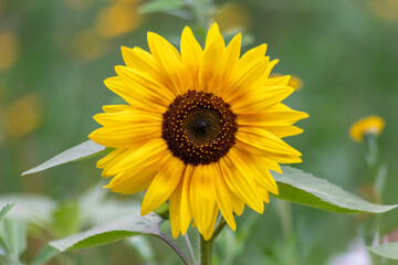 Beautiful yellow sunflower showing its natural beauty with the yellow petals and growing sunflower seeds and offering nectar and pollen for insects as bees and bumblebees in the summer