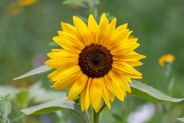 Beautiful yellow sunflower showing its natural beauty with the yellow petals and growing sunflower seeds and offering nectar and pollen for insects as bees and bumblebees in the summer