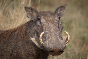 Warzenschwein / Warthog / Phacochoerus africanus
