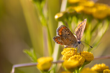 Beautiful butterfly in profile view macro with shiny blurred background bokeh in summer farm field shows its filigree wings with vibrant colors and camouflage insect hiding pollination in wild grass