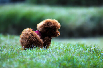 Fototapeta premium Lovely doggy on lawn