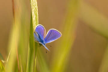 Beautiful blue butterfly in profile view macro with shiny blurred background bokeh in summer farm...