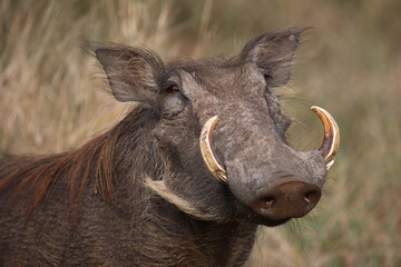 Warzenschwein / Warthog / Phacochoerus africanus