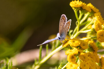 Beautiful blue butterfly in profile view macro with shiny blurred background bokeh in summer farm field shows its filigree wings with vibrant colors and camouflage insect hiding pollination in grass