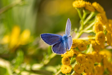 Beautiful blue butterfly in profile view macro with shiny blurred background bokeh in summer farm field shows its filigree wings with vibrant colors and camouflage insect hiding pollination in grass
