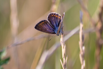 Beautiful blue butterfly in profile view macro with shiny blurred background bokeh in summer farm field shows its filigree wings with vibrant colors and camouflage insect hiding pollination in grass