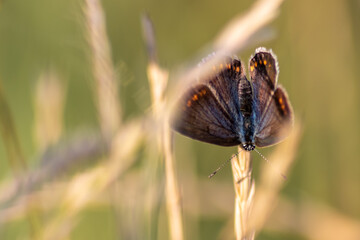 Beautiful blue butterfly in profile view macro with shiny blurred background bokeh in summer farm field shows its filigree wings with vibrant colors and camouflage insect hiding pollination in grass