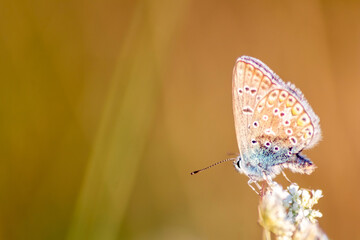 Beautiful butterfly in profile view macro with shiny blurred background bokeh in summer farm field...