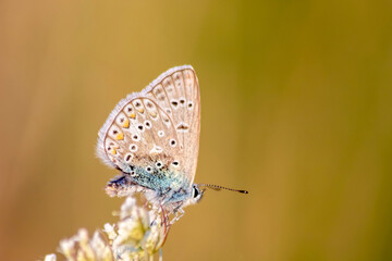 Beautiful butterfly in profile view macro with shiny blurred background bokeh in summer farm field shows its filigree wings with vibrant colors and camouflage insect hiding pollination in wild grass