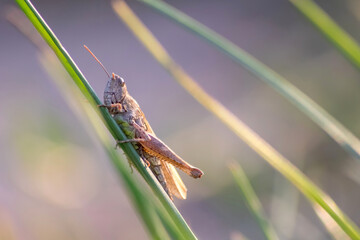 Single isolated green grasshopper hopping through the grass in search of food, grass, leafs and plants as plague with copy space and a blurred background