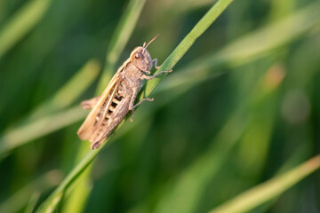 Single isolated green grasshopper hopping through the grass in search of food, grass, leafs and plants as plague with copy space and a blurred background