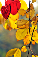 Red heart on autumn background 