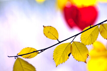 Red heart on autumn background 