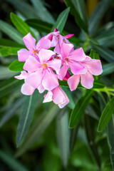 Pink Nerium oleander in the sun, close up
