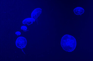 Naklejka premium Jellyfish swim in the water. Common jellyfish in aquarium lit by blue light.