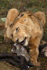 Afrikanischer Löwe / African Lion / Panthera Leo