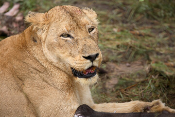 Obraz na płótnie Canvas Afrikanischer Löwe / African Lion / Panthera Leo
