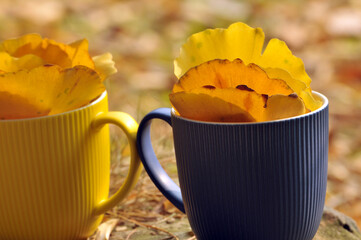 Cup with ginkgo leaves on autumn background