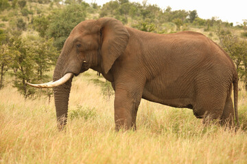 Fototapeta premium Afrikanischer Elefant / African elephant / Loxodonta africana