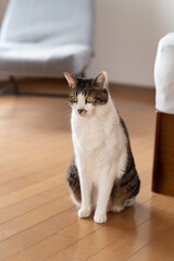 座る猫　キジトラ白