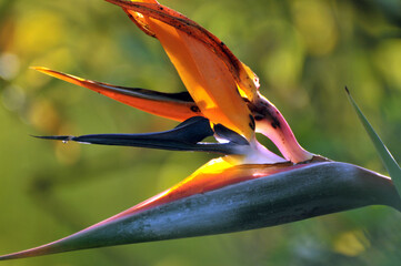 Colorful of Bird of paradise flower