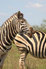 Fototapeta premium Steppenzebra / Burchell's Zebra / Equus burchellii