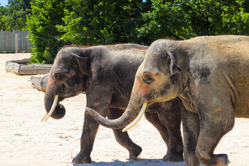 Two large elephants walking together in a zoo.