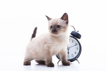 Small kitten Siamese Thai breed. A cat with blue eyes and a beige color is sitting near the alarm...