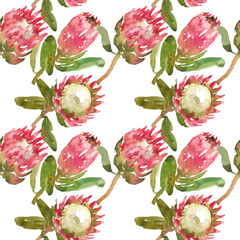 Simple watercolor pattern of protea flowers on a white background for wallpaper, textile, packaging