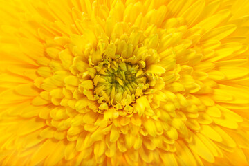 Flower head yellow gerbera daisy floral background