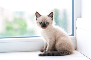 A small Siamese kitten sits in a room on the windowsill and looks into the camera.