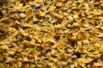 fallen ginkgo leaves in autumn	