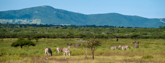 Savannah landscape sunset in South Africa Thanda Game reserve Kwazulu Natal. savannah bush Savannah...