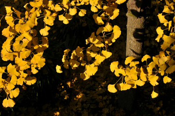 fallen ginkgo leaves in autumn	