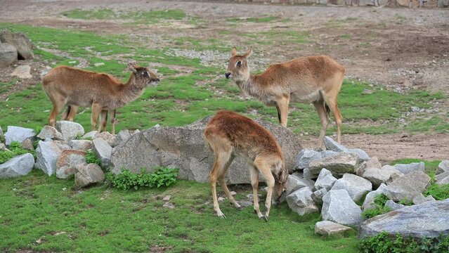 Group of Nile lechwe or Mrs Gray's lechwe (Kobus megaceros) is an endangered species of antelope found in swamps and grasslands in South Sudan and Ethiopia.