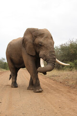 Obraz premium Afrikanischer Elefant / African elephant / Loxodonta africana